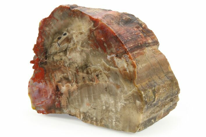 Polished Petrified Wood (Araucarioxylon) - Arizona #284334